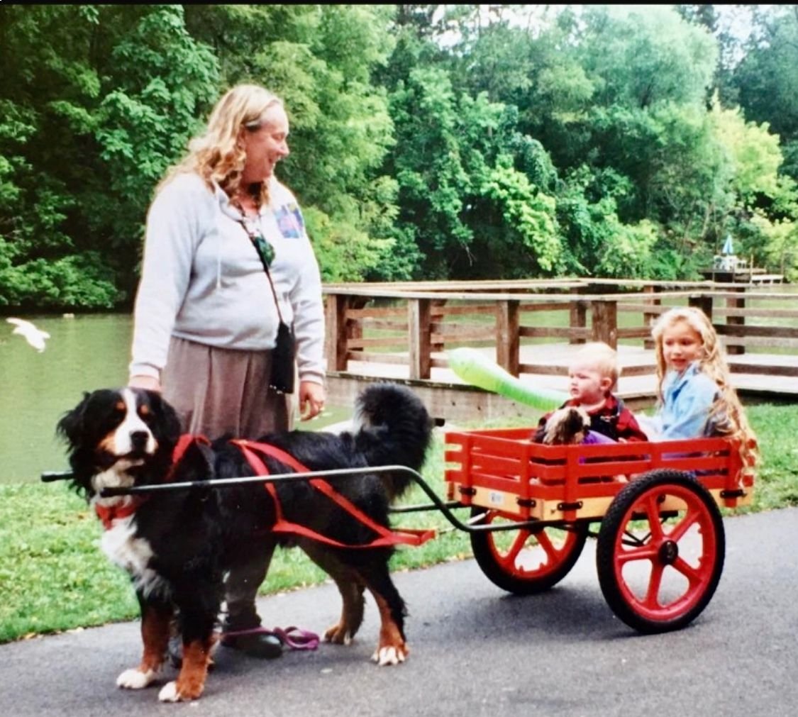 A Bernese Mountain Dog pulling a cart with children