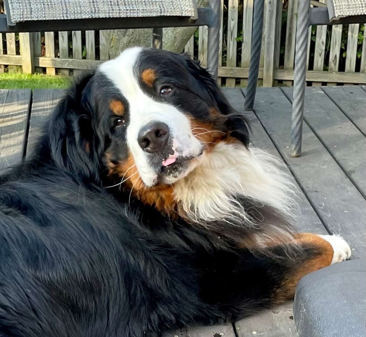 A relaxed Bernese Mountain Dog resting on a deck
