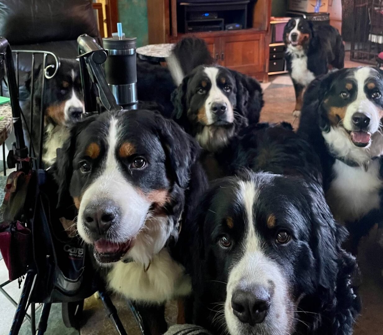 A group of friendly Bernese Mountain Dogs together