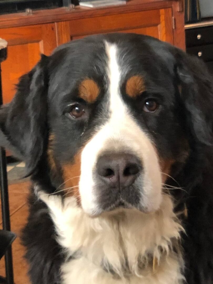 Close-up of a Bernese Mountain Dog's gentle face