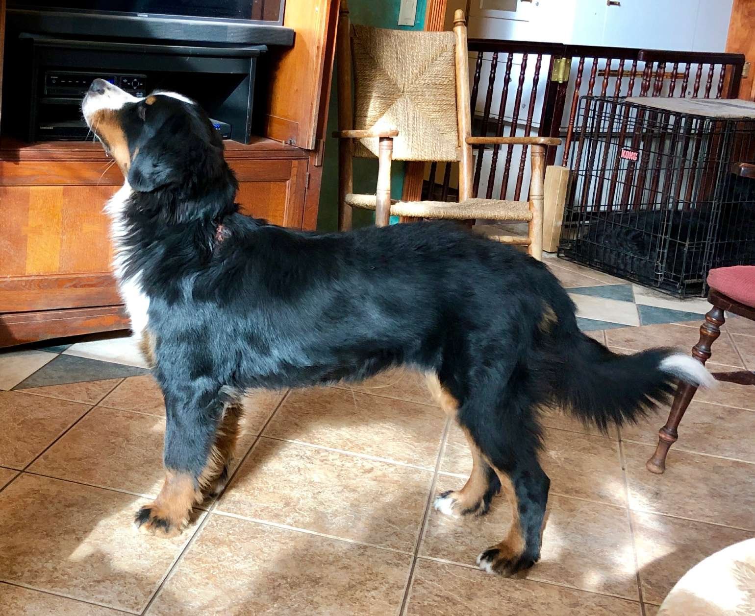 A Bernese Mountain Dog standing in profile