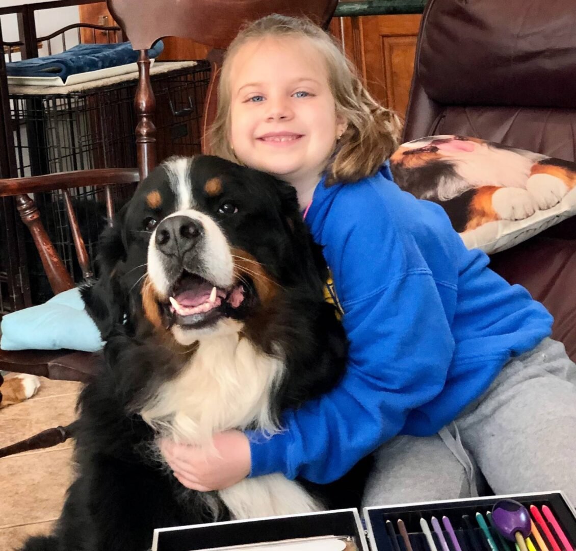 A child hugging a gentle Bernese Mountain Dog