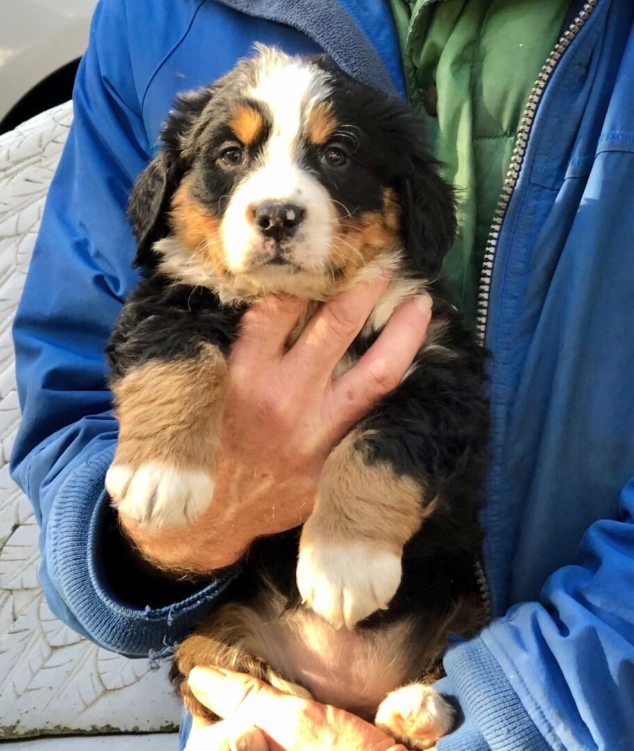 A Bernese Mountain Dog puppy being held