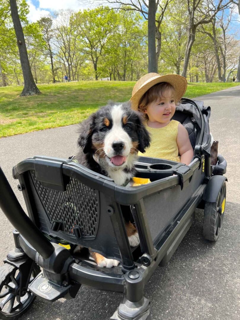 A Bernese puppy riding in a wagon with a toddler