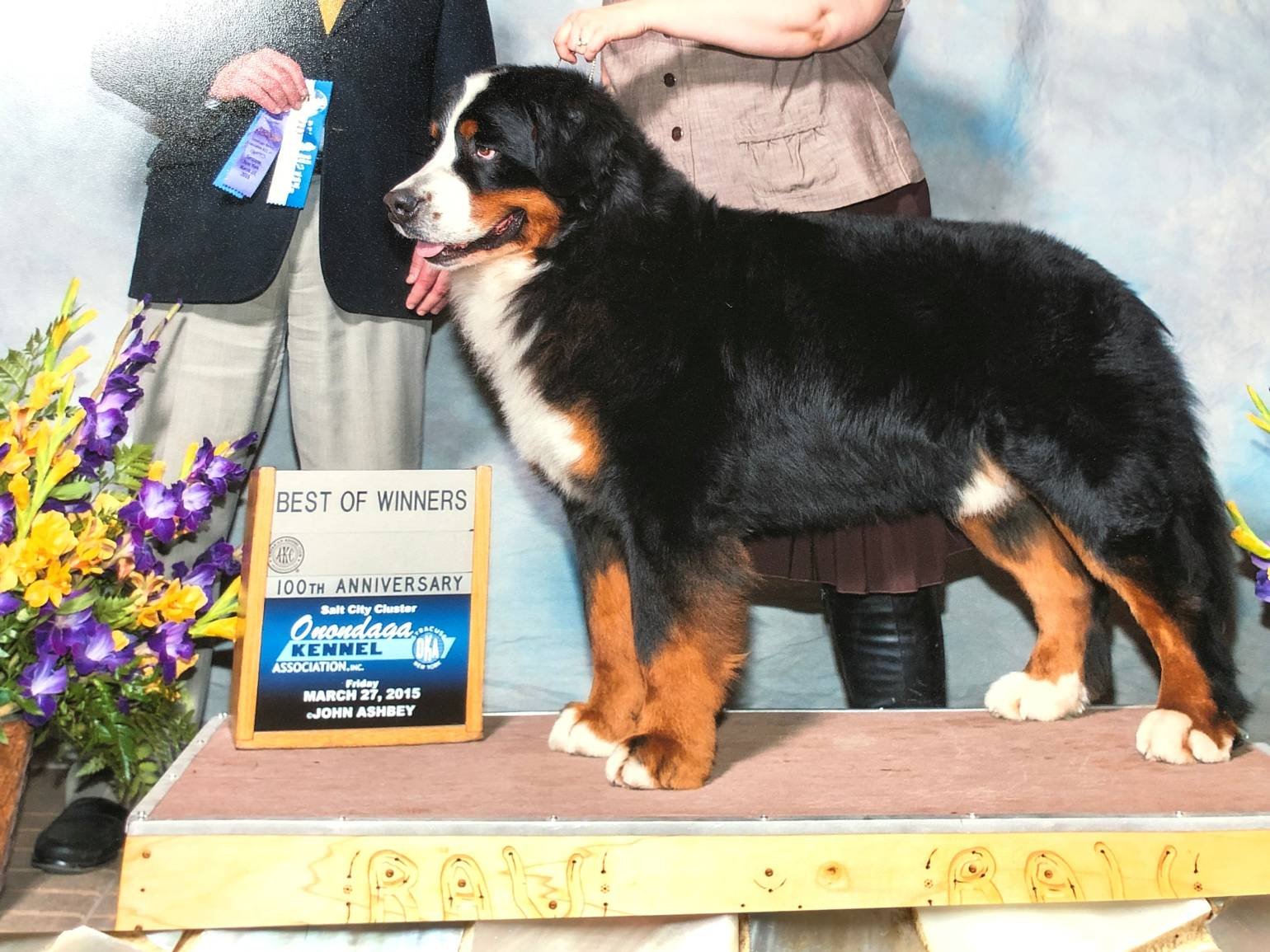 A Bernese Mountain Dog winning Best of Winners at an AKC show